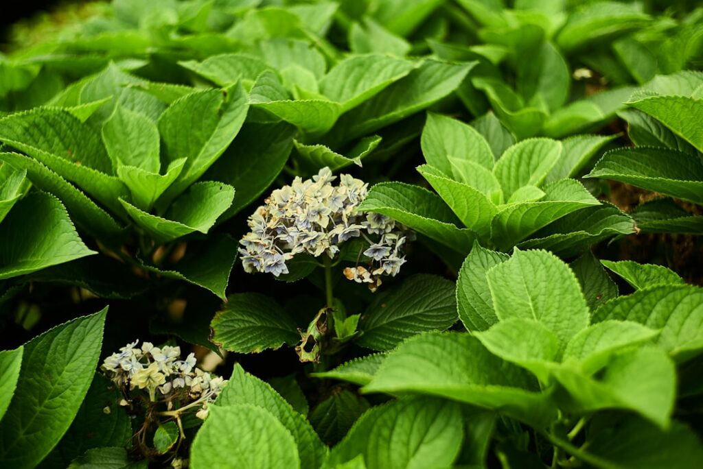A close up of a bunch of green leaves