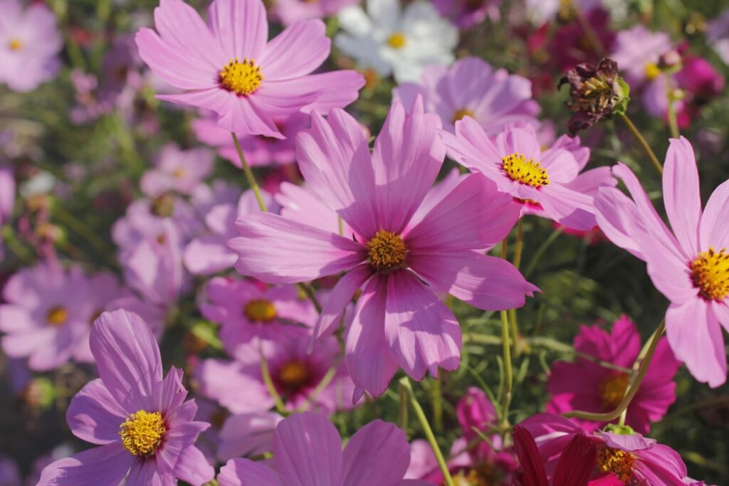 A bunch of pink flowers in a field