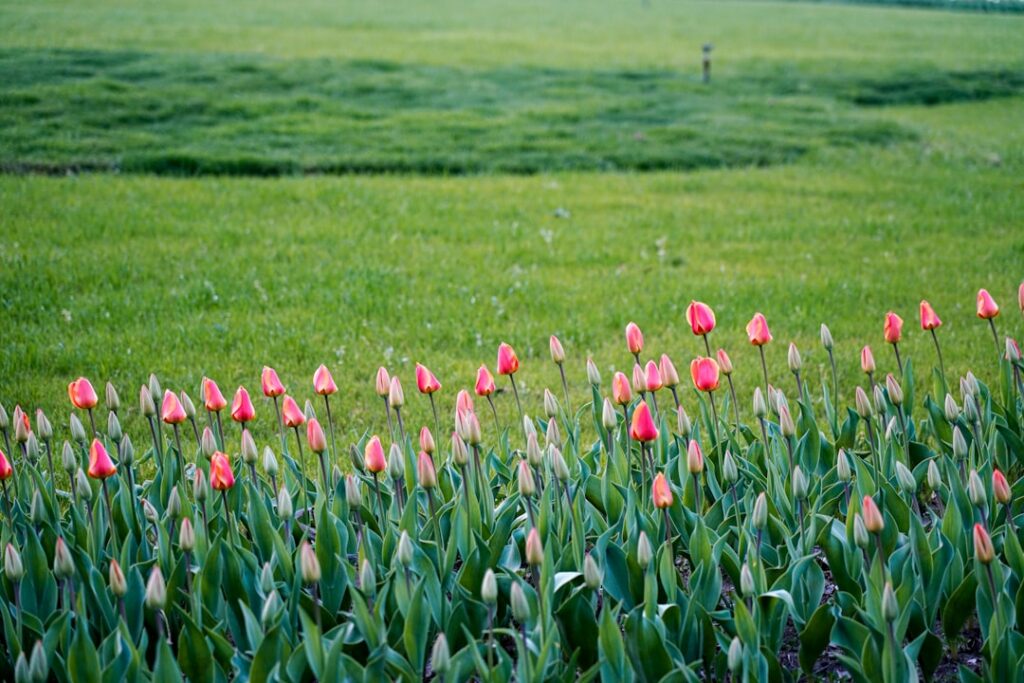 a field full of pink tulips in the middle of a green field