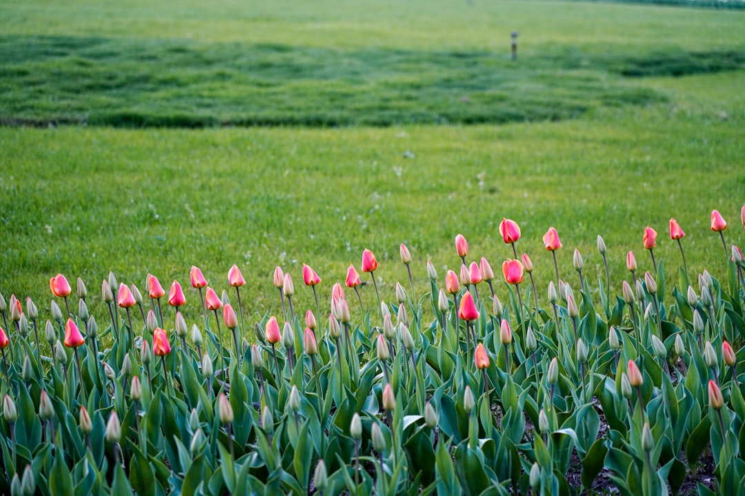 a field full of pink tulips in the middle of a green field