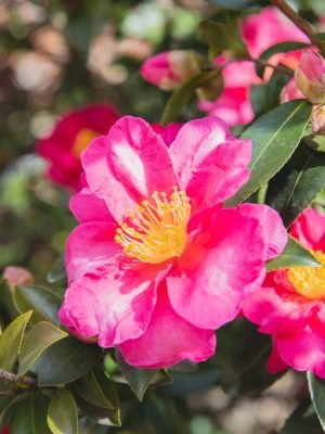 Blooming bush with tender camellia flower with pink petals and green leaves growing in sunny botanical garden on blurred background