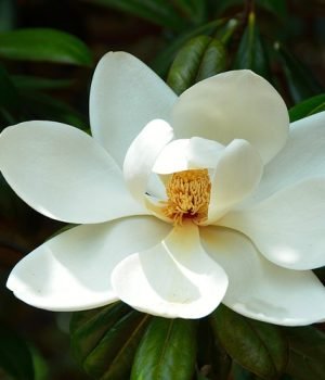 magnoliaflowerg927294ce2_640
